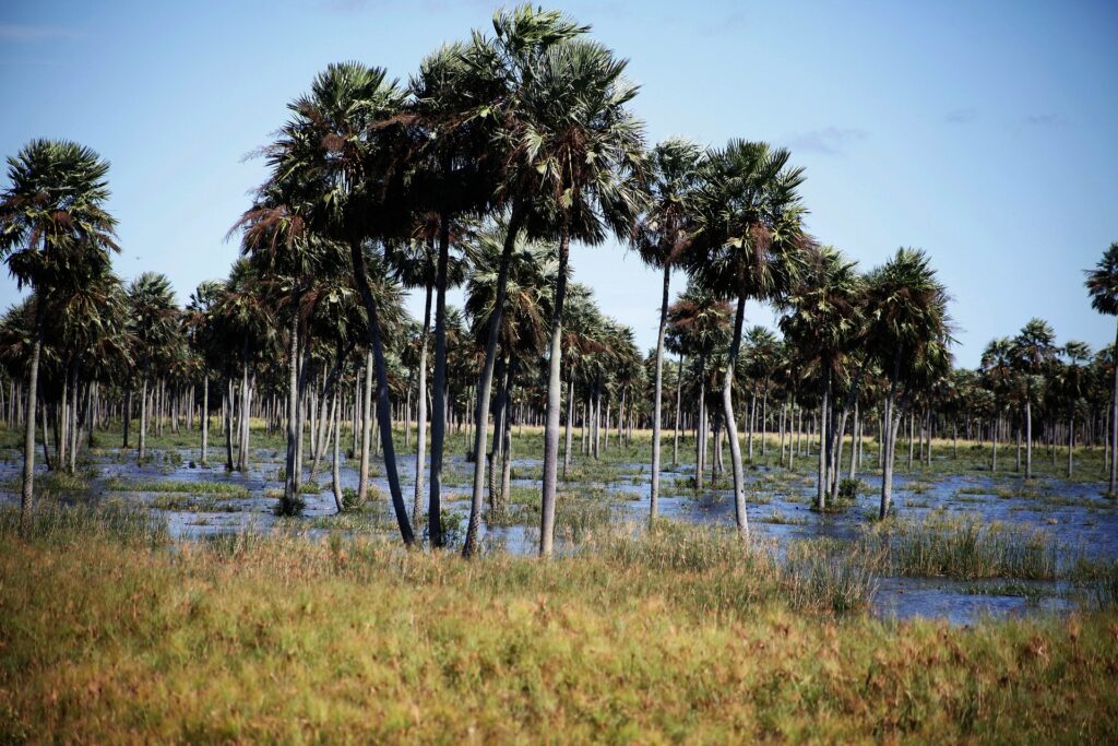 Chaco Paraguay